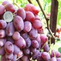 Beskrivning och egenskaper hos Victor-druvor, för- och nackdelar, odling