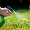 Comment se débarrasser des mauvaises herbes sur la pelouse avec des herbicides sélectifs et continus