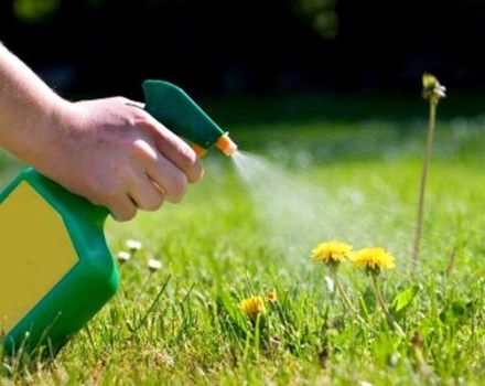 Comment se débarrasser des mauvaises herbes sur la pelouse avec des herbicides sélectifs et continus