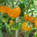 Beschrijving van de beste variëteiten gele en oranje tomaten