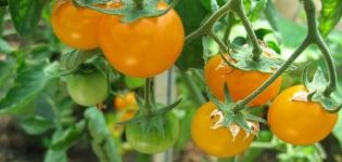 En iyi sarı ve turuncu domates çeşitlerinin tanımı