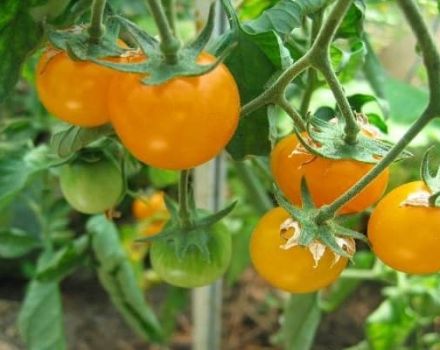 Description des meilleures variétés de tomates jaunes et oranges