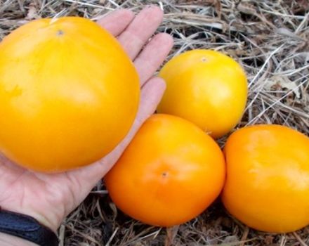 Caractéristiques et description de la variété de tomate géante citronnée, son rendement