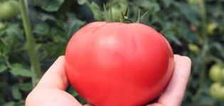 Beskrivning av olika tomater Altai rosa, utbyte