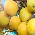 Beschrijving van de appelboomvariëteit Amber en zijn variëteiten, voor- en nadelen