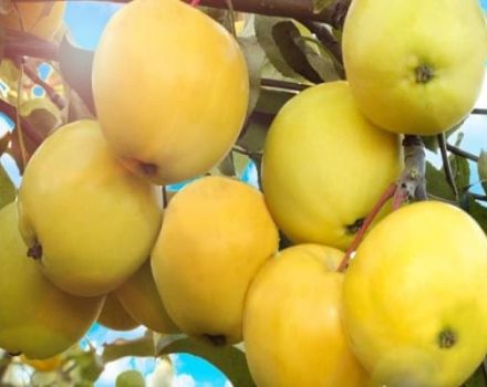 Beskrivning av äppelsorten Amber och dess sorter, fördelar och nackdelar