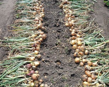 How to determine when to remove onions from the garden for storage?