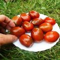 Kuvaus tomaattiluumujen lajikkeesta, suositukset kasvatusta ja hoitoa varten