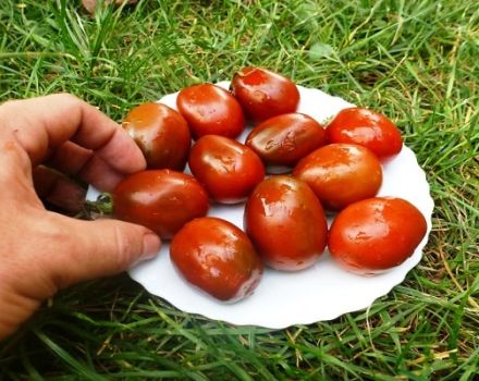 Beskrivning av variationen av tomatsnurror, rekommendationer för odling och skötsel