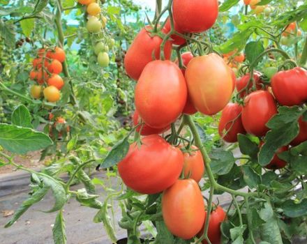 Beskrivning av Bloody Mary-tomatsorten och dess egenskaper