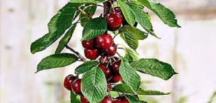 Stulpinių vyšnių veislių aprašymas ir ypatybės, sodinimas ir priežiūra, kaip genėti