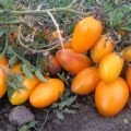 Hur man väljer de bästa sorterna tomater för växthus utan att klämma