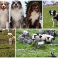 Beskrivning av de 11 bästa hundraserna som betar får och hur man väljer valp
