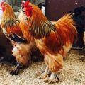 Опис 14 највећих раса пилетина и правила за држање великих птица