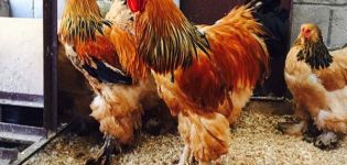 Beskrivning av de 14 största kycklingraserna och regler för att hålla stora fåglar