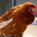 Qué hacer si un pollo tiene bocio obstruido, causas y tratamientos