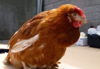 ماذا تفعل إذا كان الدجاج يعاني من انسداد في تضخم الغدة الدرقية ، الأسباب والعلاجات