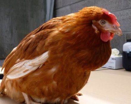 Шта урадити ако пилетина има зачепљен гуштер, узроке и лечења