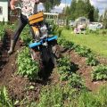 Hur man snabbt och korrekt ogräs potatis med en trimmer, bakomgående traktor och andra enheter?