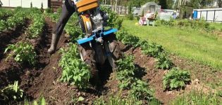 Kā ātri un pareizi ravēt kartupeļus ar trimmeri, aizmugures traktoru un citām ierīcēm?