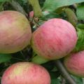 Опис сорте Витиаз јабуке и укусних карактеристика воћа, приноса