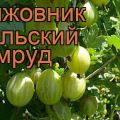 Description et caractéristiques de la variété de groseille à maquereau Ural émeraude, plantation et entretien