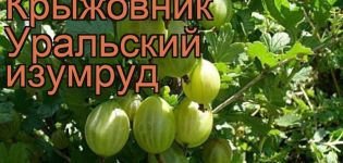 Beskrivning och egenskaper hos krusbärsorten Ural smaragd, plantering och skötsel