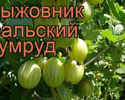 Popis a charakteristika angreštové odrůdy Ural smaragd, výsadba a péče