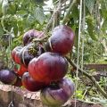 Sibīrijas tīģera tomātu šķirnes apraksts, tās īpašības un raža