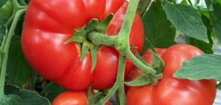 Pervoklashka-tomaattilajikkeen ominaisuudet ja kuvaus, sen sato