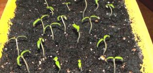 En oversigt over nye metoder til dyrkning af tomatplanter uden jord
