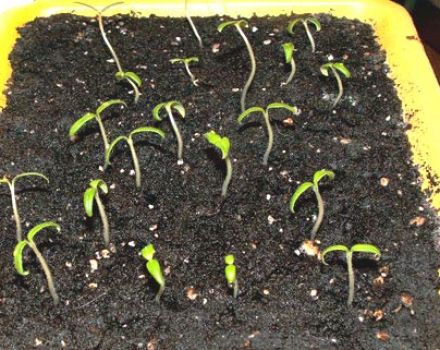 Een overzicht van nieuwe methoden om tomatenzaailingen te kweken zonder land
