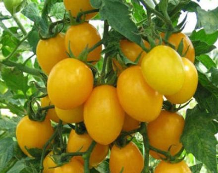 Beskrivning och egenskaper hos tomatsorten bärnsten f1