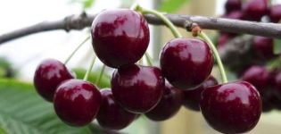 Description and characteristics of the Veda cherry variety, cultivation and care