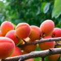 Kāpēc aprikožu zied, bet nenes augļus, iemeslus un to, ko darīt