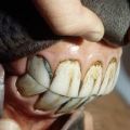 Koľko zubov má kôň a ako sa o ne správne starať, ich defekty a liečba