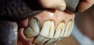 Hur många tänder har en häst och hur man kan ta hand om dem, fel och behandling