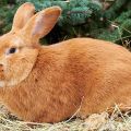 Beskrivelse og karakteristika for Bourgogne kaninrasen, vedligeholdelsesregler