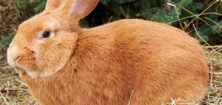 Beskrivning och kännetecken för den Bourgogne kaninrasen, underhållsregler