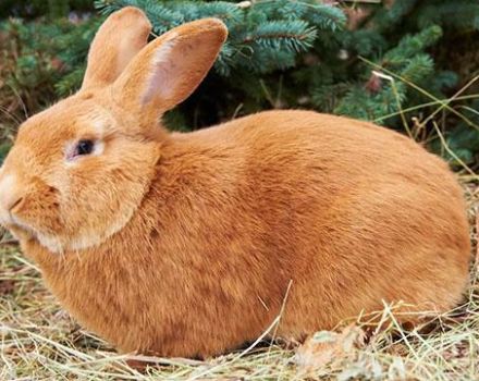 Beskrivning och kännetecken för Bourgogne kaninras, regler för underhåll