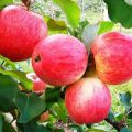 Az álom almafa leírása és jellemzői, ültetés, termesztés és gondozás