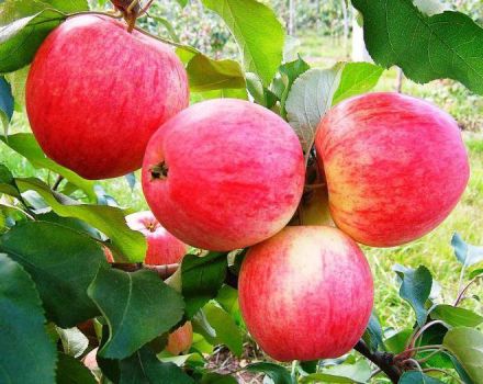 Svajonių obelų aprašymas ir savybės, sodinimas, auginimas ir priežiūra