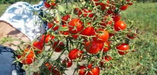 Egenskaber og beskrivelse af tomatsorten Sød bunke, dens udbytte