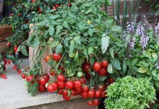 Características del cultivo de tomates cherry en el alféizar de la ventana en casa.
