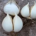 Description, planting, care and cultivation of Rocambol elephant garlic onions