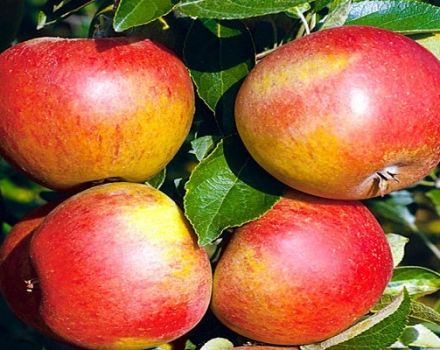 Opis a charakteristika odrody jabĺk Sweet Nega, ukazovatele výnosu a recenzie záhradníkov