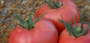 Description de la variété de tomate Roseanne F1 et de ses caractéristiques