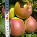 Popis a charakteristika plodů sloupcovitého jablka odrůdy Arbat a rysů pěstování a péče
