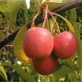 Beskrivning och egenskaper hos den rödbladiga dekorativa sorten Nedzvetsky äppelträd, plantering och skötsel