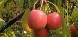 Beskrivning och egenskaper hos den rödbladiga dekorativa sorten Nedzvetsky äppelträd, plantering och skötsel